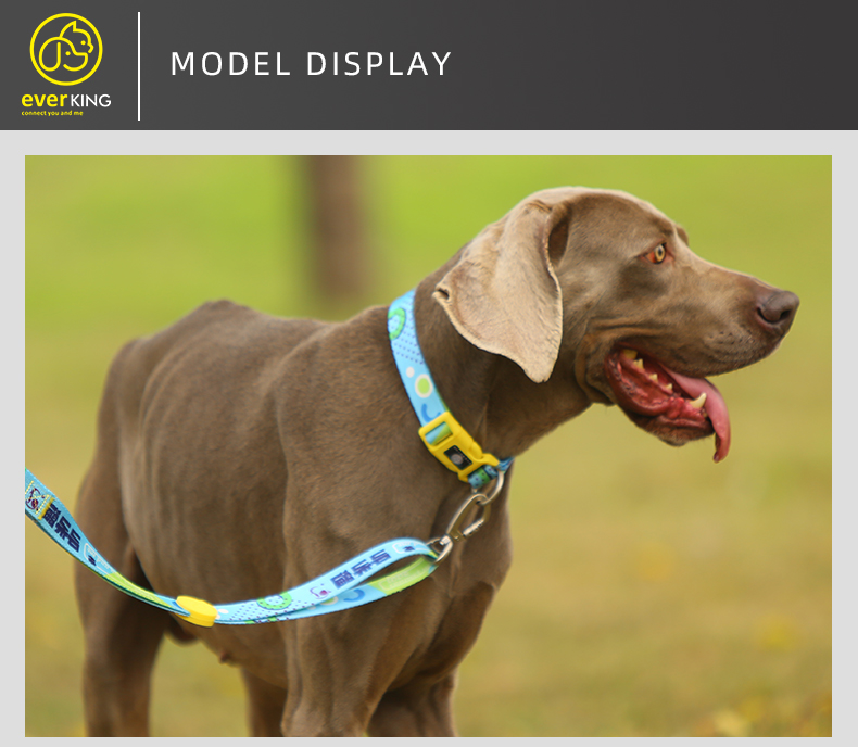 collar and leash set (7).jpg